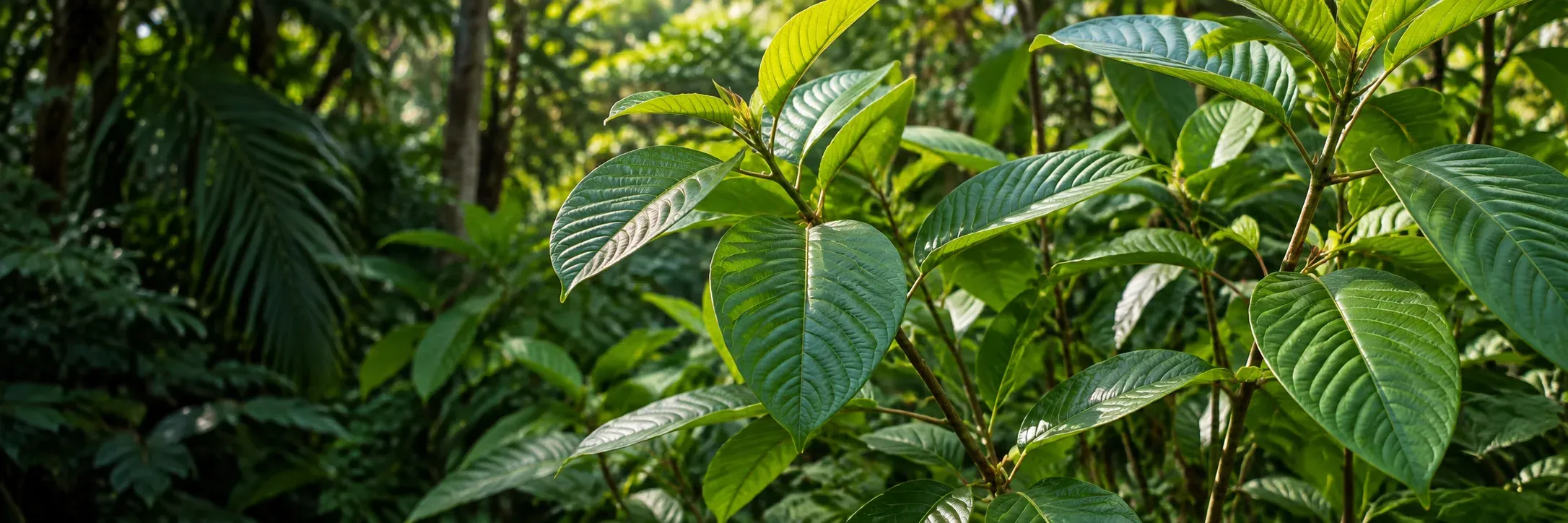 Mitragyna speciosa leaves and branches in a tropical setting